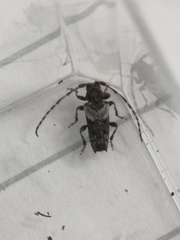 Pogonocherus hispidus