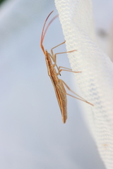 Protenor belfragei