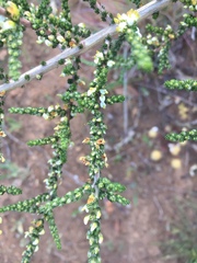 Aspalathus hispida hispida