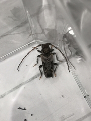 Pogonocherus hispidus