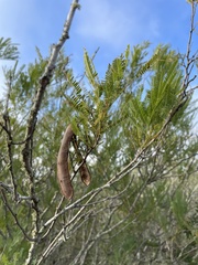 Senegalia berlandieri