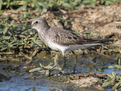 Calidris fuscicollis