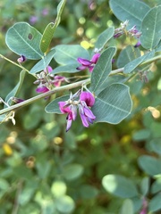 Lespedeza texana