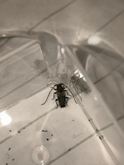 Pogonocherus hispidus