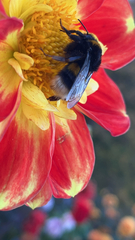 Bombus terrestris