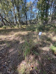 Chasmanthium sessiliflorum