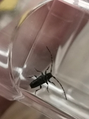 Pogonocherus hispidus