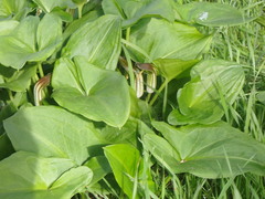 Arisarum vulgare