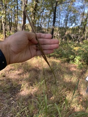 Chasmanthium sessiliflorum