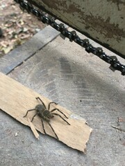 Phoneutria nigriventer