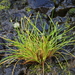 Isolepis - Photo (c) tangatawhenua, some rights reserved (CC BY-NC), uploaded by tangatawhenua