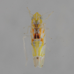 Erythroneura octonotata