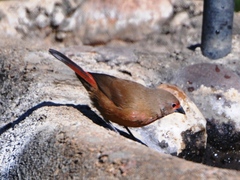 Lagonosticta rhodopareia