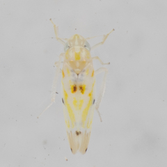 Erythroneura octonotata