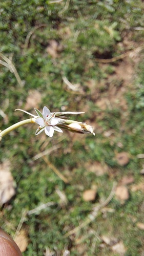 Bufonia duvaljouvei subsp. duvaljouvei image