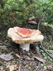 Russula paludosa