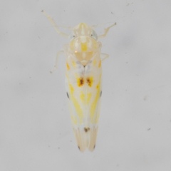 Erythroneura octonotata