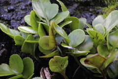 Asplenium decurrens