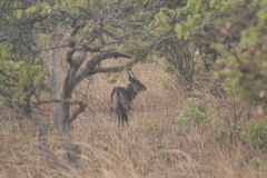 Kobus ellipsiprymnus defassa