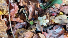 Parnassia asarifolia