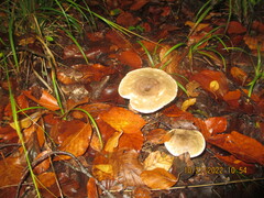 Clitocybe nebularis