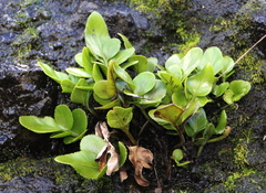 Asplenium decurrens
