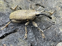 Molytinae