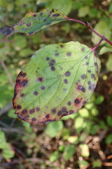 Sphaerulina cornicola