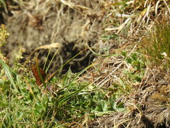 Argynnis niobe