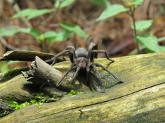 Hemirrhagus chilango