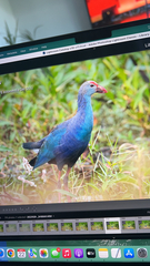 Porphyrio poliocephalus