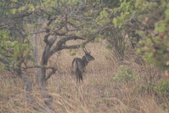 Kobus ellipsiprymnus defassa