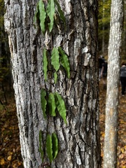 Bignonia