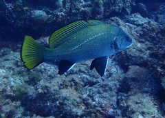 Sciaena umbra