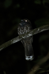 Nyctiphrynus ocellatus