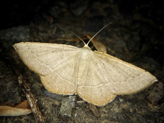 Plesiomorpha flaviceps