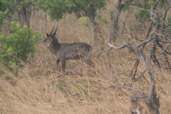 Kobus ellipsiprymnus defassa