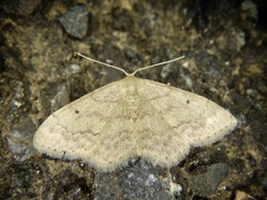 Idaea biselata