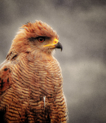 Buteogallus meridionalis