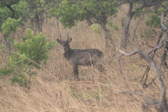 Kobus ellipsiprymnus defassa