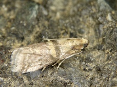 Conobathra tricolorella