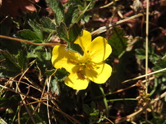 Potentilla frigida