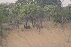 Kobus ellipsiprymnus defassa