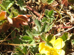 Potentilla frigida