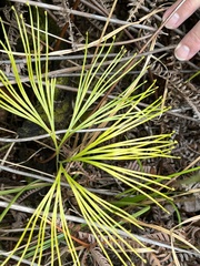 Schizaea