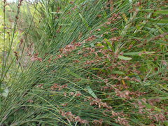Platycaulos callistachyus