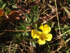 Potentilla frigida