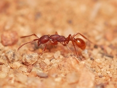 Neivamyrmex nigrescens