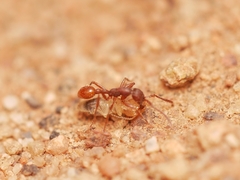 Neivamyrmex nigrescens