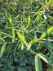 Phyllostachys aurea